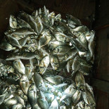 Restorant Peshku Tomorr Malko Getränk