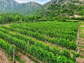 Vinarija Mašanović Winery Masanovic